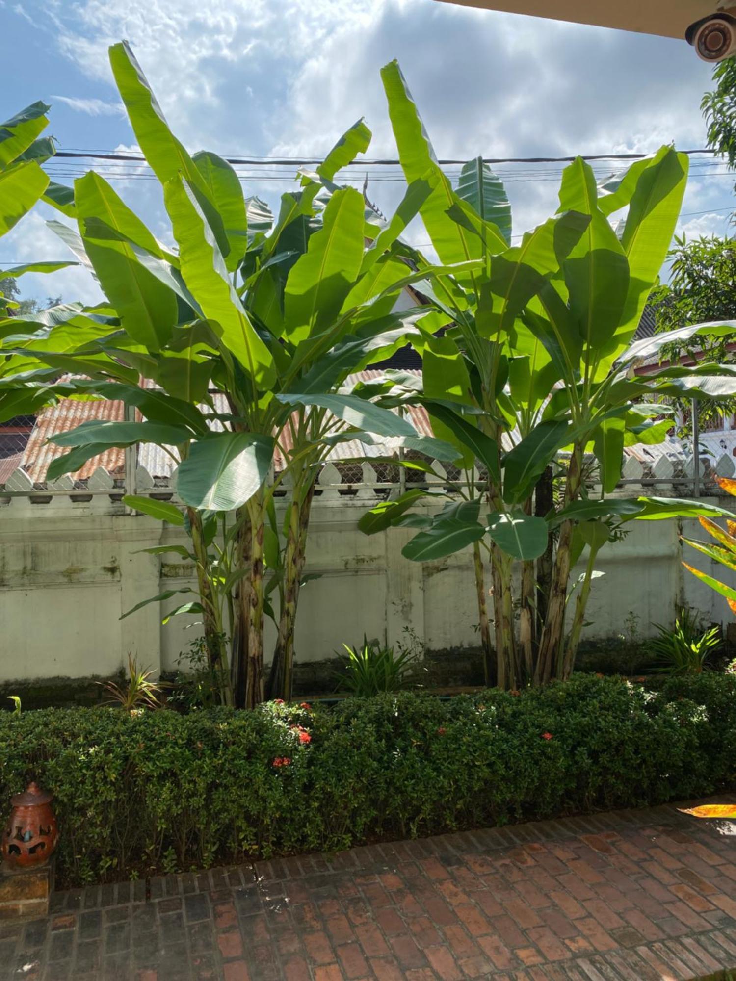 Luang Prabang Residence & Travel Εξωτερικό φωτογραφία